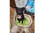 Adopt Duke a Black Labrador Retriever / Mixed dog in Springfield, MO (38911198)