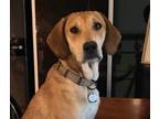 Adopt Sasha a Redbone Coonhound