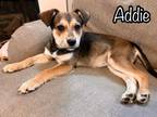 Adopt Addie a Catahoula Leopard Dog, Australian Cattle Dog / Blue Heeler