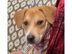 Adopt Rebel-3318 a Tan/Yellow/Fawn Hound (Unknown Type) / Mixed dog in Tyler