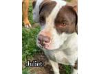 Adopt Juliet a Pointer, Hound