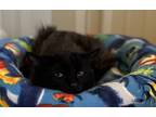 Adopt Harlow a Domestic Longhair / Mixed (long coat) cat in Williamstown