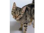 Adopt Shireen a Domestic Shorthair / Mixed cat in Lexington, KY (38856219)
