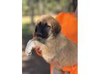 Adopt Marley a Great Pyrenees, Anatolian Shepherd