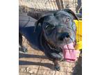 Adopt Hammerhead a Labrador Retriever / Mixed dog in Cleveland, TN (38758487)