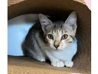 Adopt Burberry a Brown Tabby Domestic Shorthair cat in Brandon, FL (38665903)