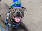 Adopt Cobalt Blue a Mixed Breed (Large) / Mixed dog in Brooklyn, NY (38865360)