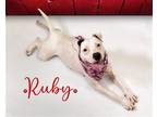 Adopt Ruby Dee a White - with Black Mixed Breed (Medium) / Mixed dog in