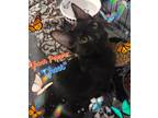 Adopt Ghost Pepper - ( Ghost ) a Domestic Shorthair / Mixed (short coat) cat in