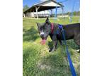 Adopt Indy (Indigo) a Gray/Silver/Salt & Pepper - with White Pit Bull Terrier /