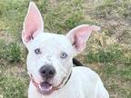 Adopt Sebastian a White Mixed Breed (Large) / Mixed dog in Georgetown