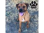 Adopt Pete a Tan/Yellow/Fawn Boxer / Mixed dog in Tangent, OR (38906338)