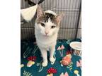 Adopt Monty a White Domestic Shorthair / Domestic Shorthair / Mixed cat in