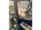 Adopt Rose Quartz a Silver or Gray Rat / Mixed small animal in Swanzey