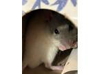 Adopt Moonstone a White Rat / Mixed small animal in Swanzey, NH (38774512)