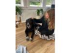 Adopt Brewster #4 a Black - with White Labrador Retriever / Mixed dog in