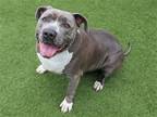 Adopt BENSON a Gray/Blue/Silver/Salt & Pepper Pit Bull Terrier / Mixed dog in