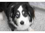 Adopt Pearl a Black Australian Shepherd / Mixed dog in Colorado Springs