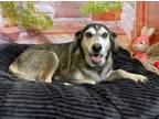 Adopt Ditta a Beagle / Mixed dog in LAFAYETTE, LA (38912690)