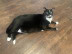 Adopt Raja a Black & White or Tuxedo Domestic Shorthair / Mixed (short coat) cat