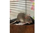 Adopt Citrine a Silver or Gray Rat / Mixed small animal in Swanzey