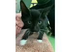 Adopt Hades a All Black Domestic Shorthair / Domestic Shorthair / Mixed cat in