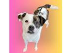 Adopt Harley a Brindle - with White Mixed Breed (Medium) / Mixed dog in Fort