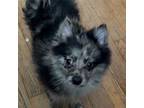 Pomeranian Puppy for sale in Detroit, MI, USA