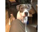 Adopt Lily a Pit Bull Terrier