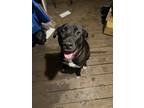 Adopt Bruno a Black - with White Labrador Retriever / Mixed dog in Taylorsville