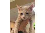 Adopt Piglet a Tan or Fawn Domestic Shorthair / Domestic Shorthair / Mixed cat