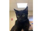 Adopt Eeyore a All Black Domestic Shorthair / Domestic Shorthair / Mixed cat in