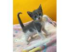 Adopt Sailor a Domestic Shorthair / Mixed cat in Rockwall, TX (38901538)