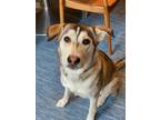 Adopt Kippa a Siberian Husky, German Shepherd Dog