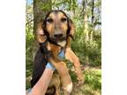 Adopt Karly (K Twins) a Basset Hound