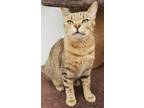 Adopt Uno a Domestic Shorthair / Mixed (short coat) cat in Port Jervis
