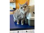 Adopt Ash a Domestic Shorthair / Mixed (short coat) cat in Portland