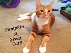 Adopt PUMPKIN a Domestic Shorthair / Mixed (short coat) cat in Monrovia