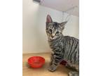 Adopt Walt23 a Brown Tabby Domestic Shorthair (short coat) cat in Milwaukee
