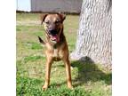 Adopt Grant-3314 a Brown/Chocolate Hound (Unknown Type) / Mixed dog in Tyler