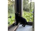 Adopt Reba a All Black Domestic Shorthair (medium coat) cat in New Milford
