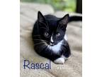Adopt Rascal a Black & White or Tuxedo Domestic Mediumhair (medium coat) cat in