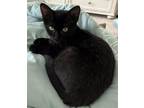 Adopt Winnie a All Black Bombay / Mixed (short coat) cat in Magnolia Springs
