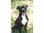 Adopt Percy a Brindle Mixed Breed (Medium) / Mixed dog in Fallston