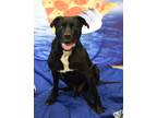 Adopt Duke 2 a Black Labrador Retriever / Mixed dog in Fallston, MD (29203923)