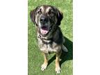 Adopt Hank a German Shepherd Dog / Great Dane / Mixed dog in Pittsfield