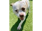 Adopt Rosco a American Pit Bull Terrier / Mixed dog in Pittsfield, IL (38889237)