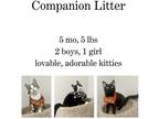 Adopt Companion Litter a Domestic Shorthair / Mixed (short coat) cat in Albany