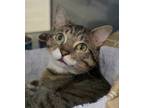 Adopt Ollie a Brown Tabby Domestic Shorthair cat in Sedalia, CO (38783759)