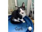 Adopt Garth a Black & White or Tuxedo Domestic Mediumhair (medium coat) cat in